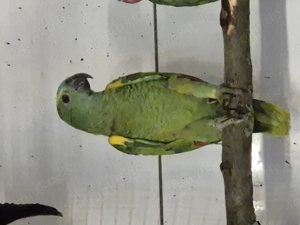 Junge Blaustirnamazone abzugeben 