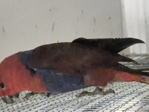 Junger Edelpapagei abzugeben 