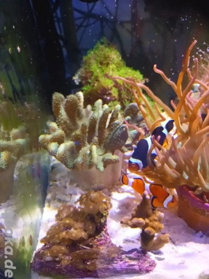 Verschiedene Korallen Ableger Meerwasser Fische