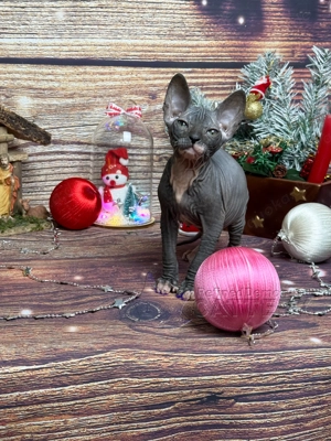 Süße Don Sphynx Kätzchen mit Schnurrhaaren