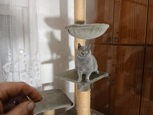 BKH Britisch Kurtzhaar