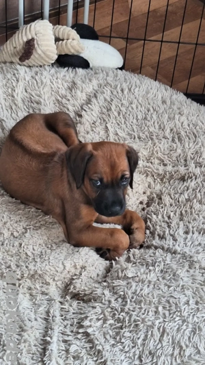 Rhodesian Ridgeback Welpen Hündin 