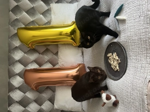 BKH Geschwisterpaar in gute Hände abzugeben 