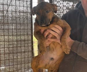 Lecsö, z. Zt. in Ungarn, ist ein typischer Welpe. Bild 10