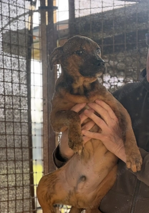 Lecsö, z. Zt. in Ungarn, ist ein typischer Welpe. Bild 9