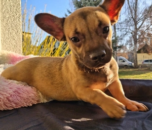 Kleine Prinzessin auf der Suche nach ihrem Zweibeiner