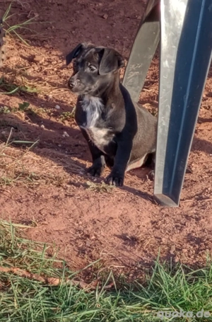 Wunderschöne Welpen Jack Russell Terrier Mix 
