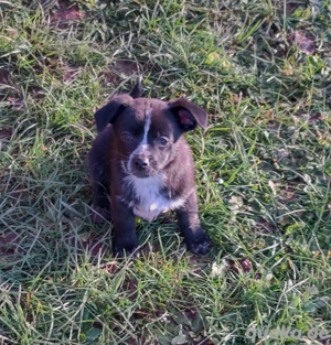 Wunderschöne Welpen Jack Russel Chihuahua Mix 