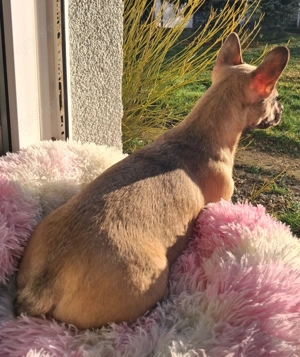 Kleine Prinzessin auf der Suche nach ihrem Zweibeiner