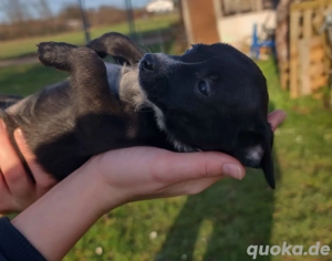 Wunderschöne Welpen Jack Russel Chihuahua Mix 