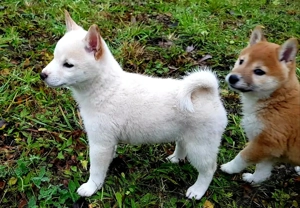 Shiba Inu Welpen suchen ein neues Zuhause