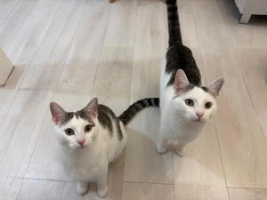 Sannie+Wooyong, 1 Jahr, Wohnungskater