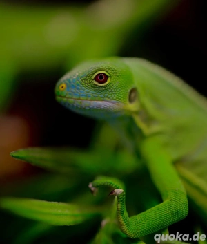 Brachylophus Fasciatus 1.0