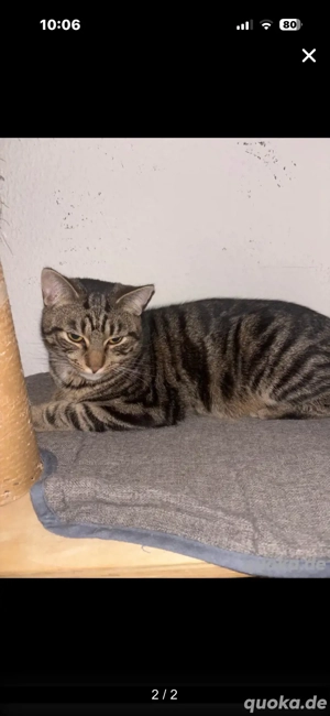 Einen süßen Kater zu verkaufen