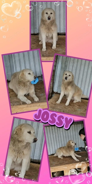 Hündin "Jossy" wünscht sich so sehr ein eigenes Zuhause 