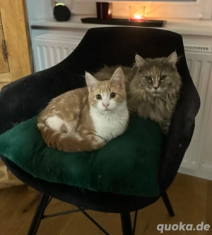 Maine Coon Siam Mix Kitten, dürfen ab sofort ausziehen 