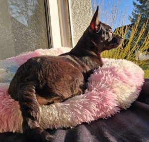 Einfach ein Goldschatz auf vier Pfötchen 