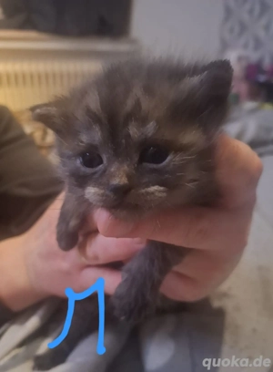 4 Zuckersüß Babykatzen suchen ab mitte Februar eine tolle Familie zum kuscheln 
