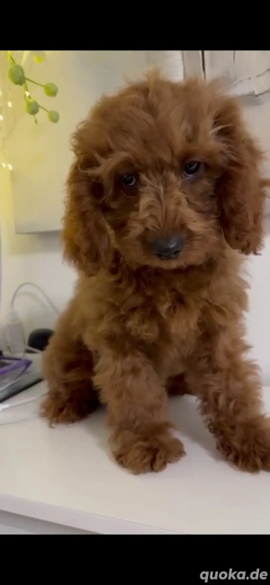 cavapoo F1 1 Mädchen  abholtbereit 