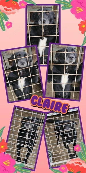 wunderbare Seele Hündin "Claire" keine Chance weil ich groß und schwarz bin ?