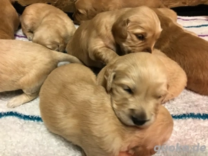 Golden Retriever Welpen