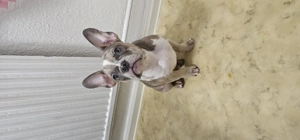Französische bulldogge isabel tan