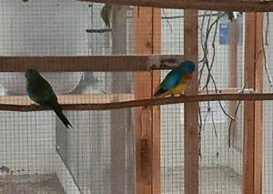 Glanzsittiche wildfarbig