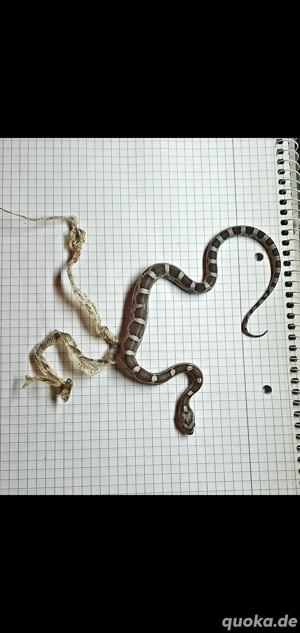 Pantherophis guttatus Classic und Anery Kornnatter