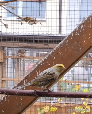 Trauerzeisig & Lizard 