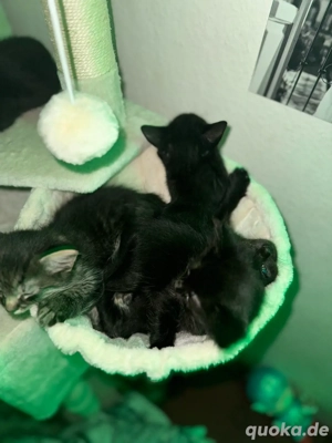 vorankündigung von katen babys 