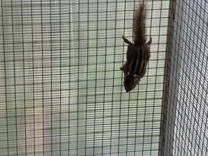 Baumstreifenhörnchen 4 Alttiere, 2 Jungtiere aus 2025