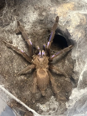 Vogelspinnen und Hundertfüssler Bild 2