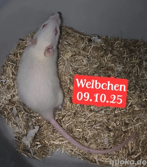 Farbratten Rattenbabys 