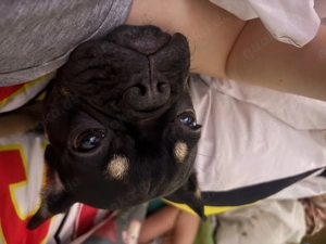 unsere französische Bulldogge Welpen sucht ein neues  Zuhause