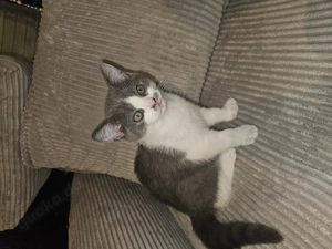 BKH Katerkitten zum Verkaufen