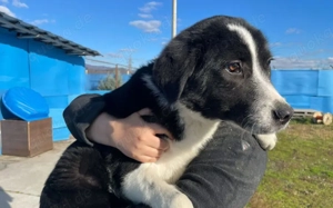 Schüchterner Ajax sucht geduldiges Zuhause Bild 4