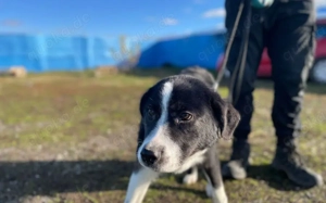 Schüchterner Ajax sucht geduldiges Zuhause Bild 5