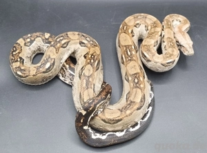 Boa constrictor imperator  Bild 2