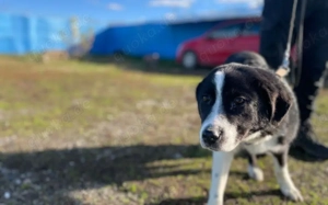 Schüchterner Ajax sucht geduldiges Zuhause Bild 3