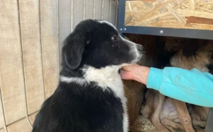 Schüchterner Ajax sucht geduldiges Zuhause Bild 2