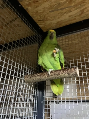 Amazone Gelbscheitel Surinam