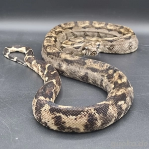 Boa constrictor imperator 