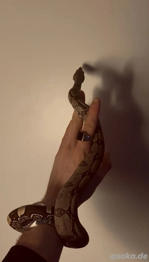 1.0 Boa Constrictor Guyana LTC Wf24