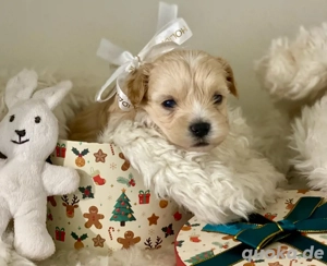 Maltipoo Welpen zu verkaufen