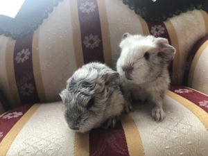 Meerschweinchen  Böckchen