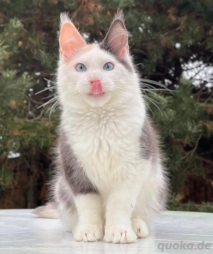 Hochwertige Maine-Coon-Kätzchen verfügbar. WhatsApp: 015510 546193