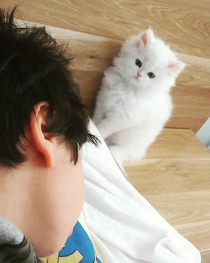 Pedigree Purebred Persian Kittens Ready Bild 2