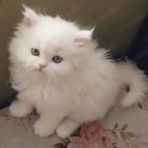 Pedigree Purebred Persian Kittens Ready Bild 3