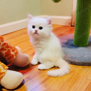 Pedigree Purebred Persian Kittens Ready Bild 4