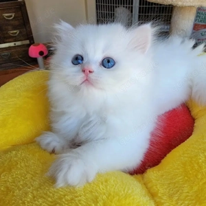 Pedigree Purebred Persian Kittens Ready Bild 5